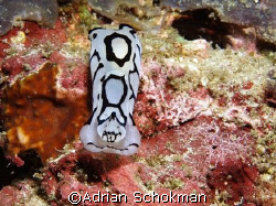 Woof!!! Woof!!!... Taken at Anilao Philippines with Olymp... by Adrian Schokman 
